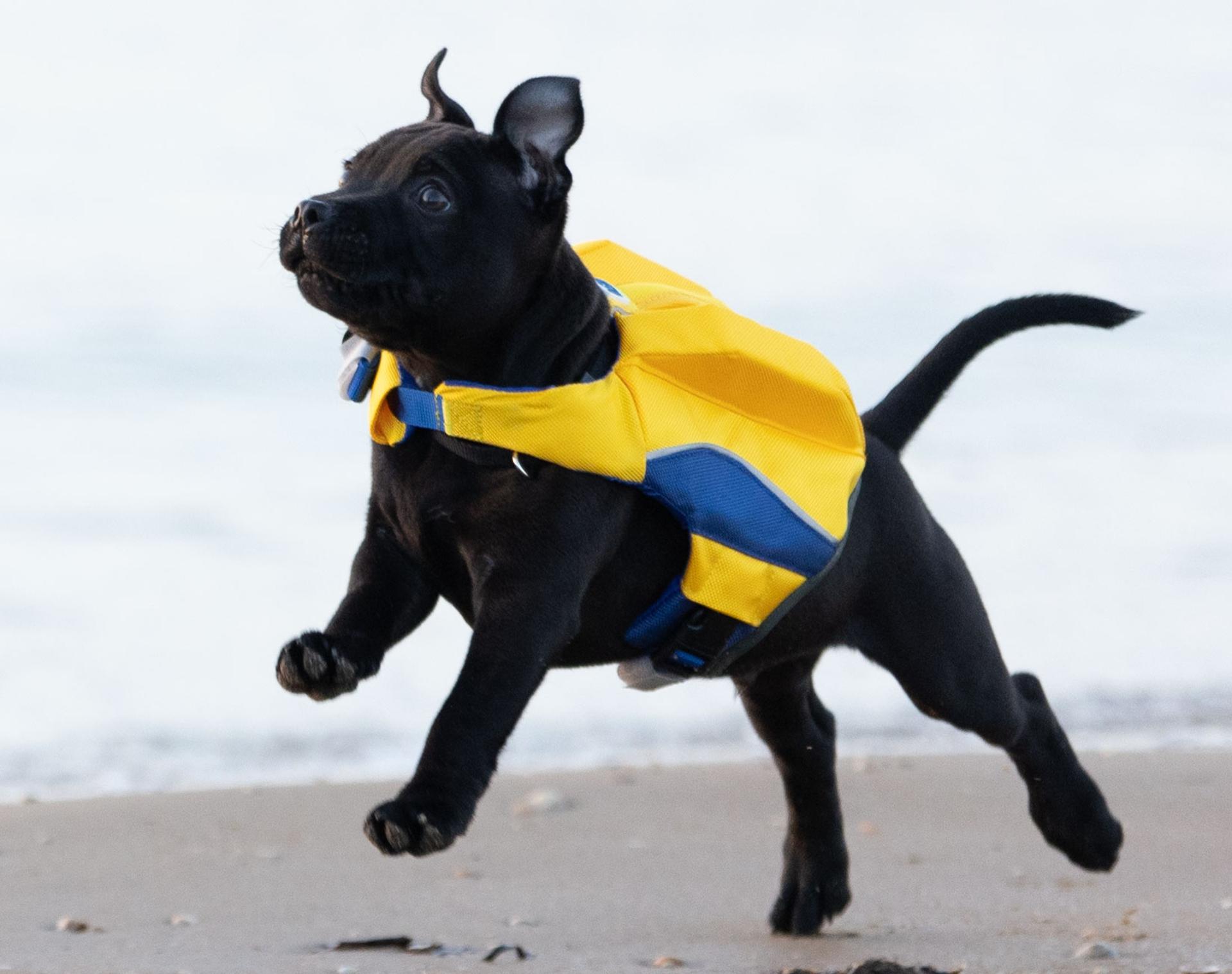 DogSafe Pro Life-Jacket - Yellow - 1
